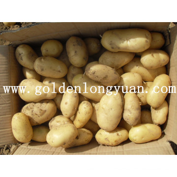 Holland Fresh Potato 2016 Nouvelle saison